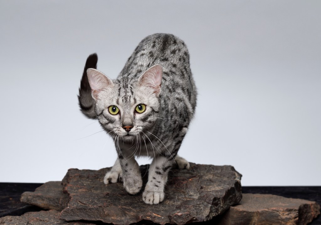 egyptian mau cat ready to pounce