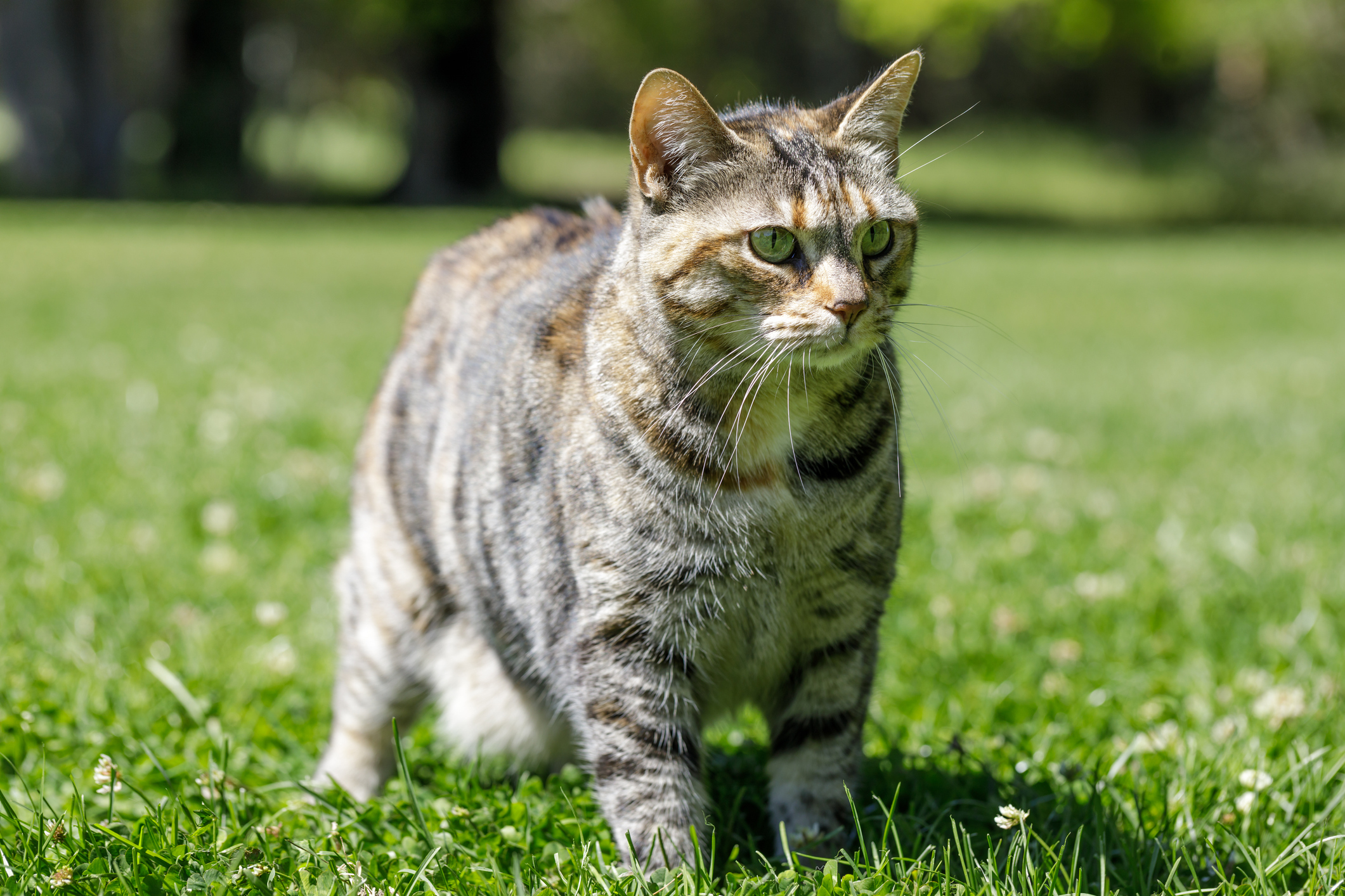 American Bobtail Cat Breed Information & Characteristics