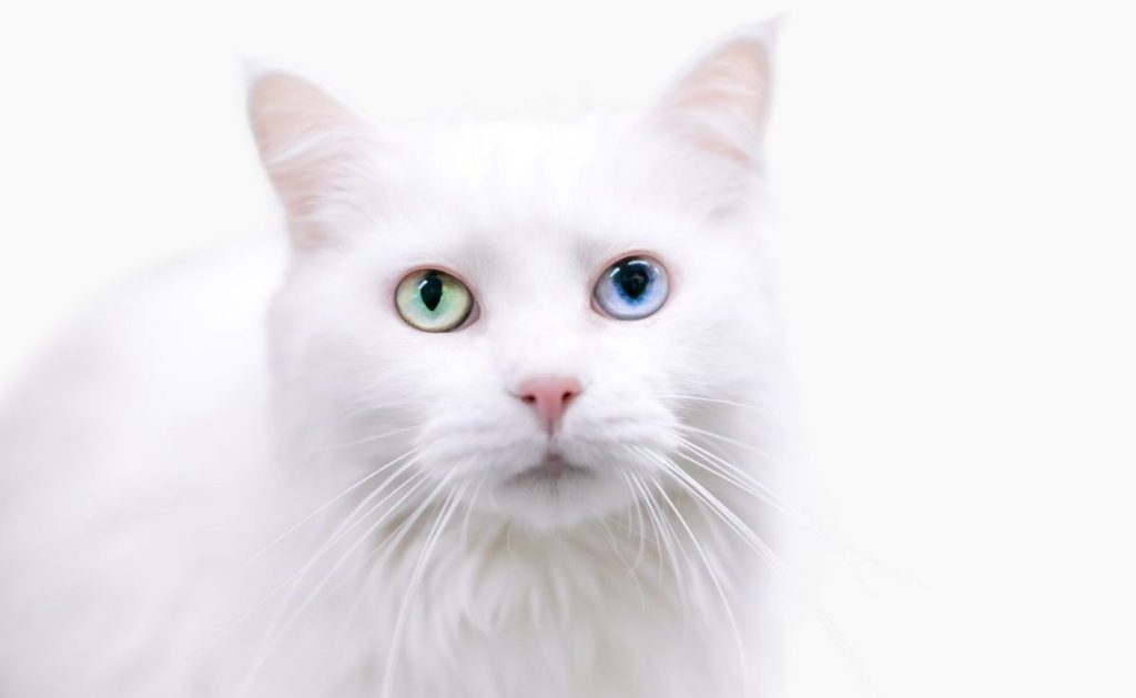 An odd-eyed, white Turkish Angora looking into the lens.