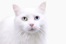 An odd-eyed, white Turkish Angora looking into the lens.