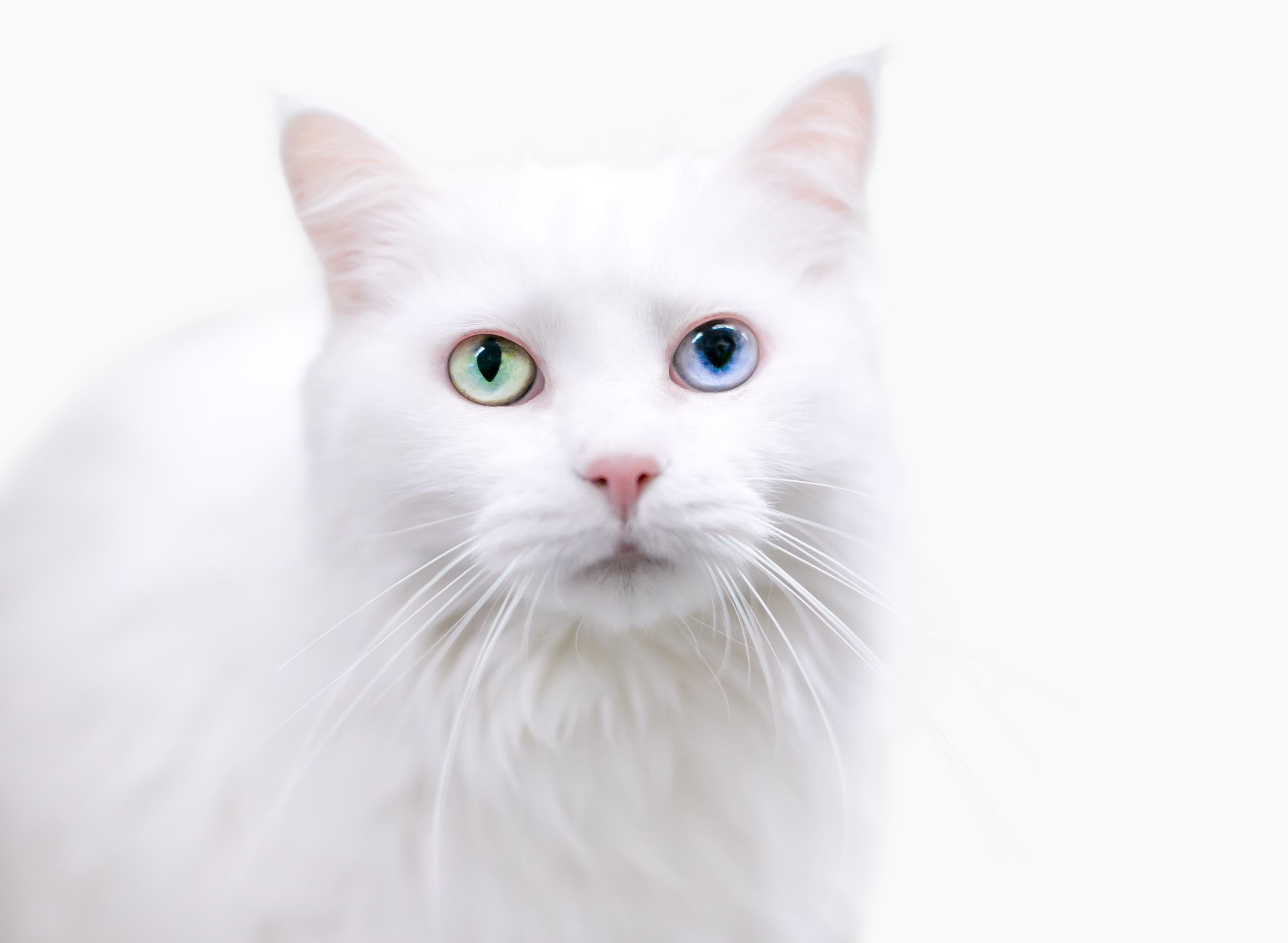 Angora cat personality cheap