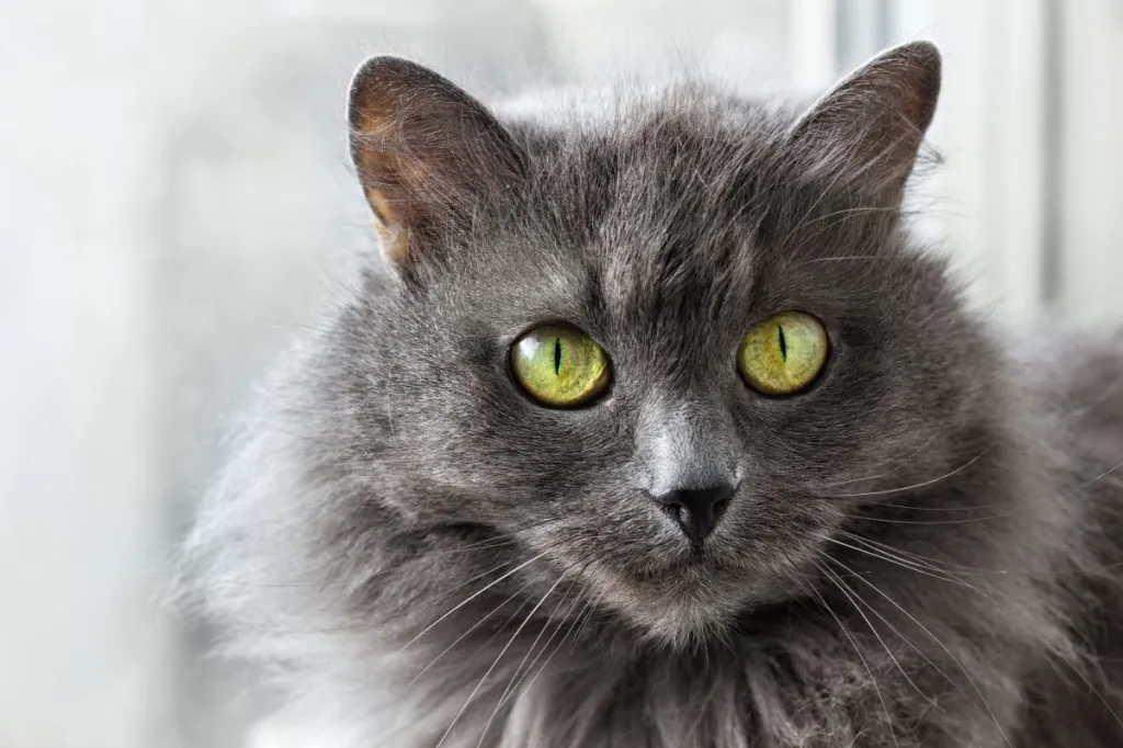 A close-up of an enchanting Nebelung cat.