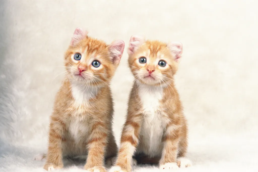 A pair of orange American Curl kittens.
