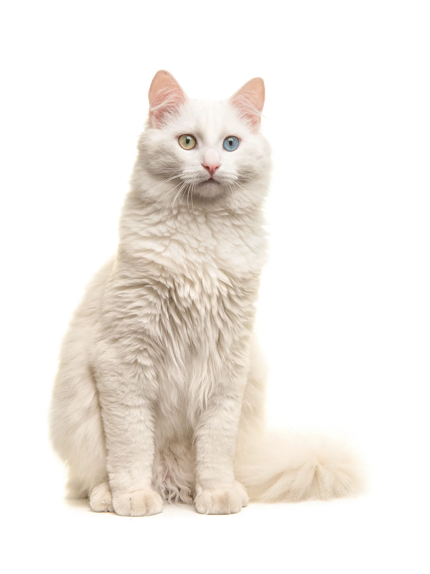 Turkish Angora Cat Breed Information & Characteristics