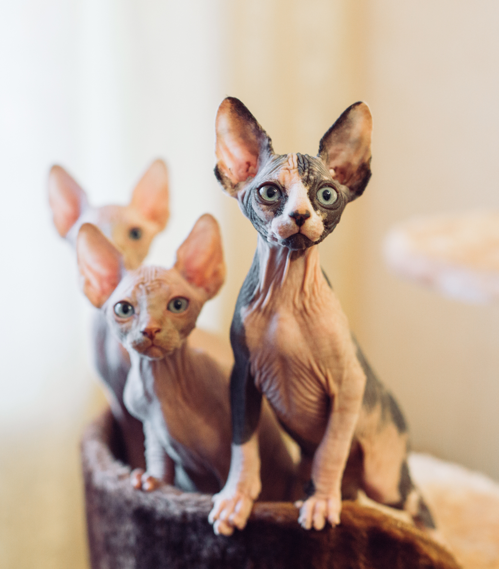 Sphynx Cat Breed Information & Characteristics