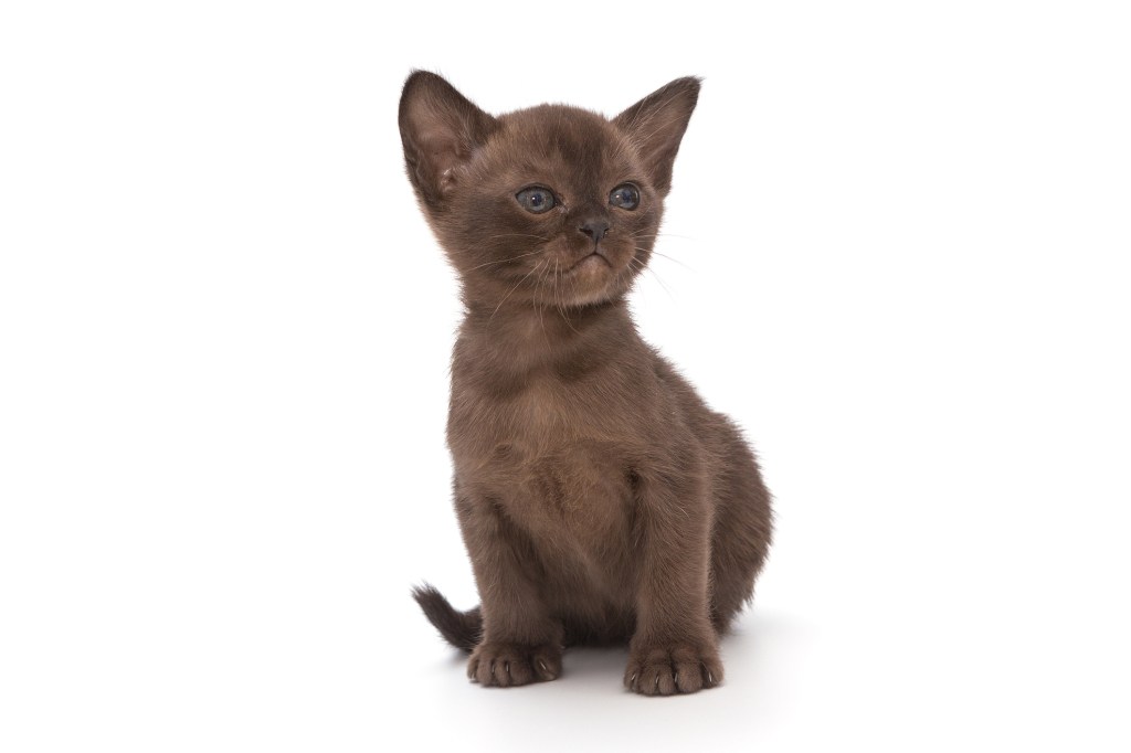 A European Burmese kitten with chocolate brown fur. 