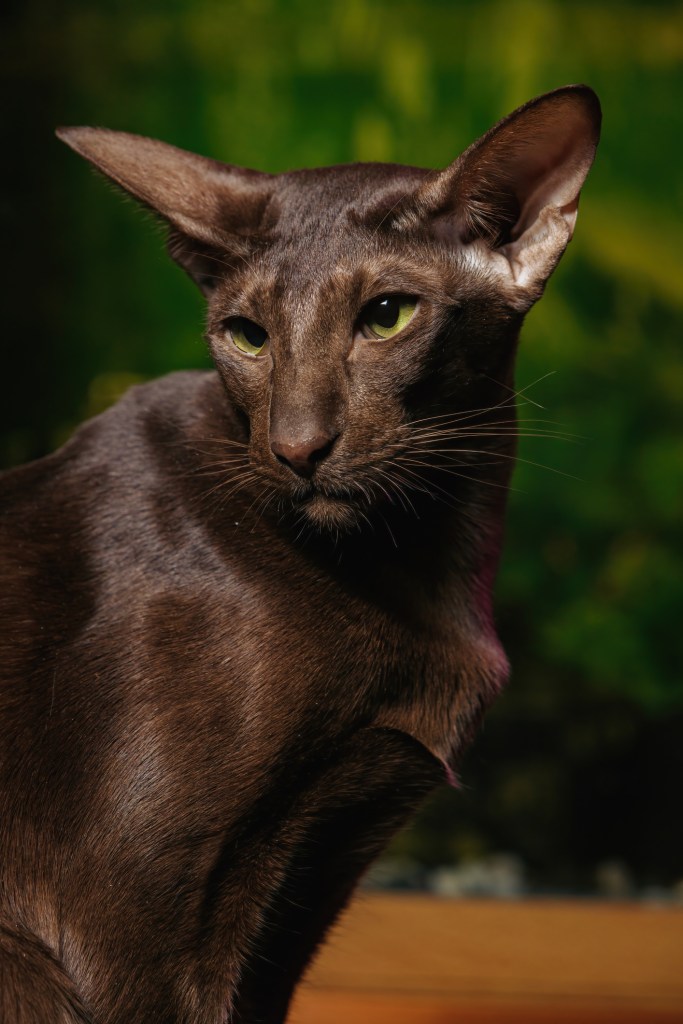 Elegant Havana Brown cat
