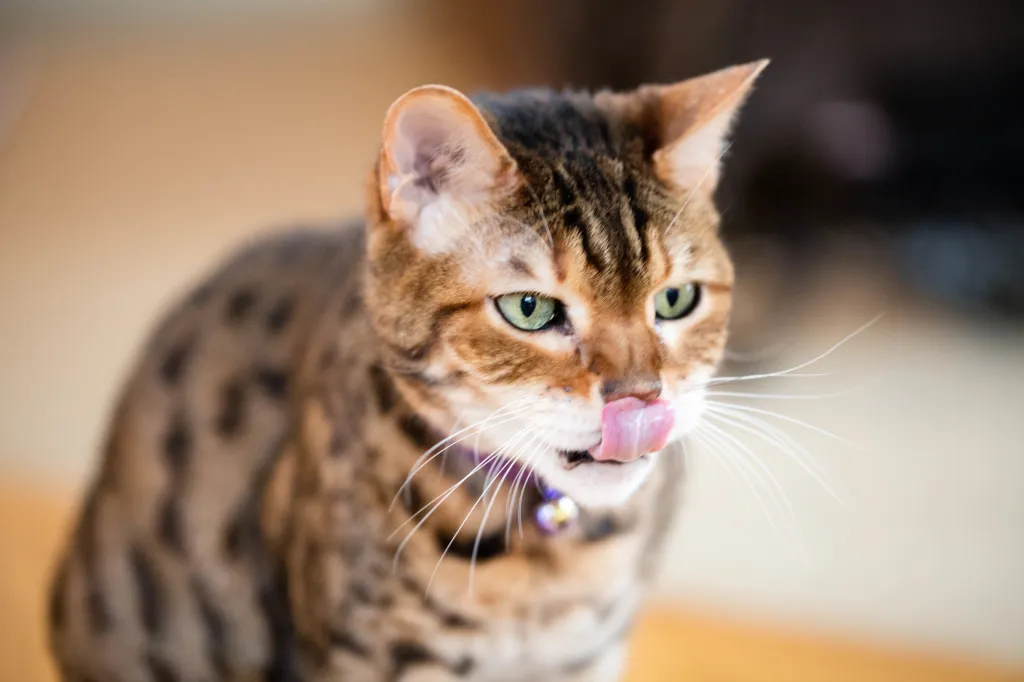 Fishing cat: Researchers are trying to shed light on the little-known  felines that swim for