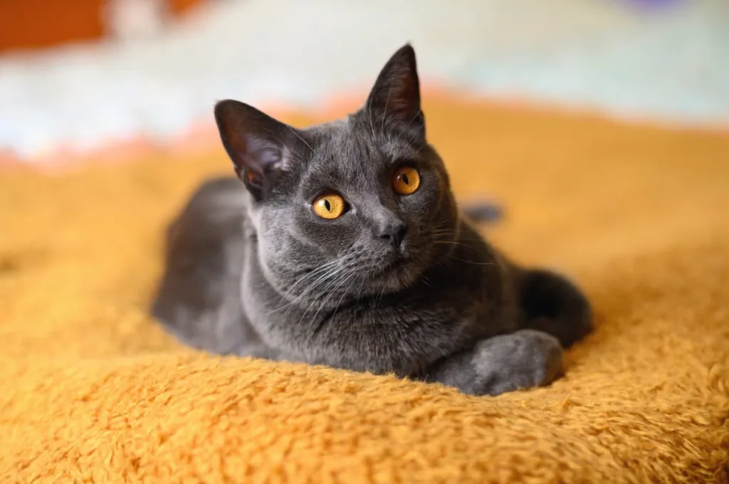 A young Chartreux on an orange blanket.