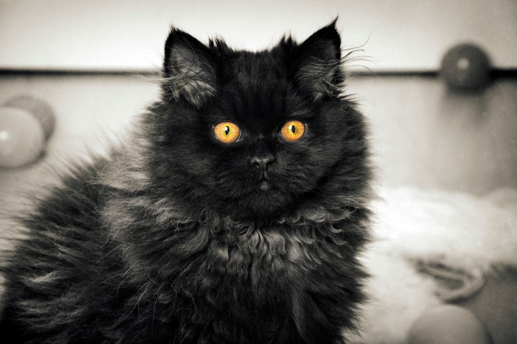 Picture of a black Persian cat with striking orange eyes.