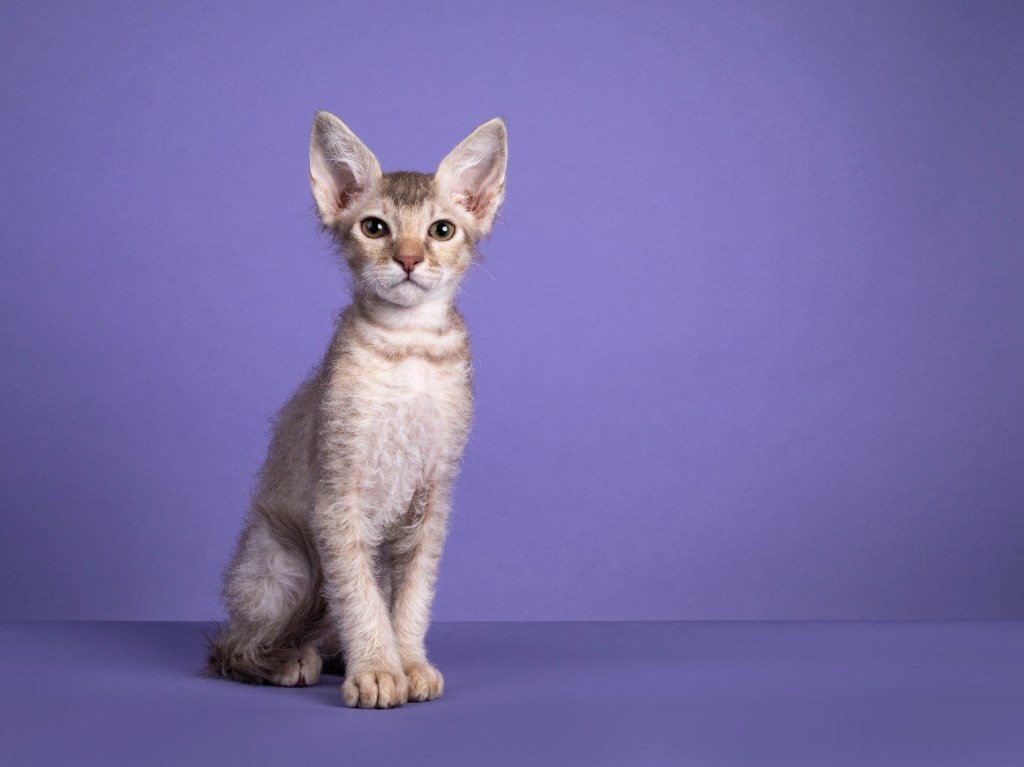 Cute LaPerm kitten sitting against purple backdrop
