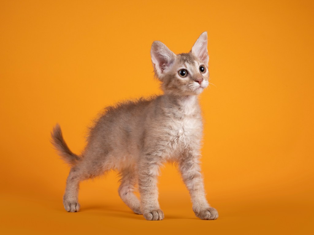 Curly coated orange laperm kitten