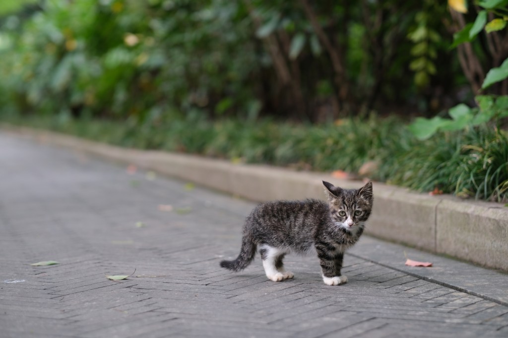 A Chinese Li Hua kitten outdoors, with ears perked. 