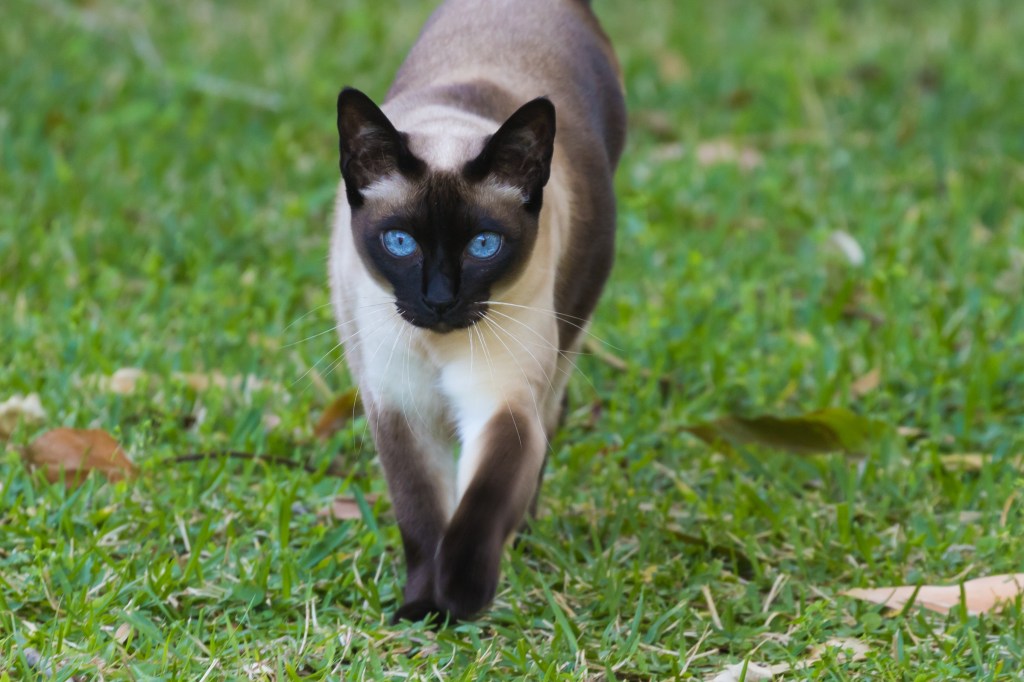 beautiful tonkinese cat walking in the grass