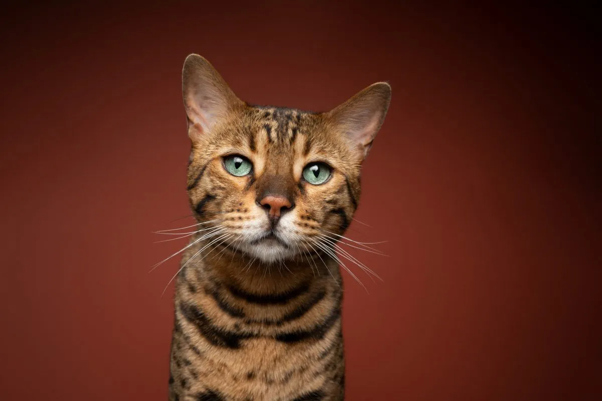 Bengal Cat Breed Information  Bengal Cat Characteristics