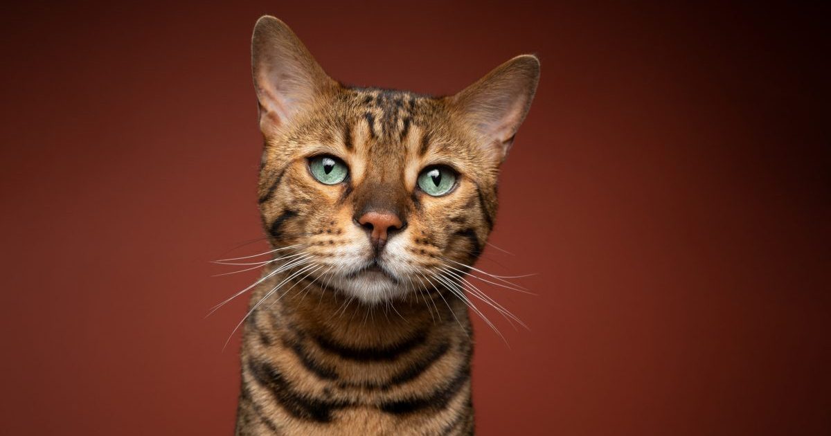 A golden brown Bengal Cat on a brown background.
