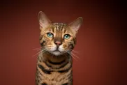 A golden brown Bengal Cat on a brown background.