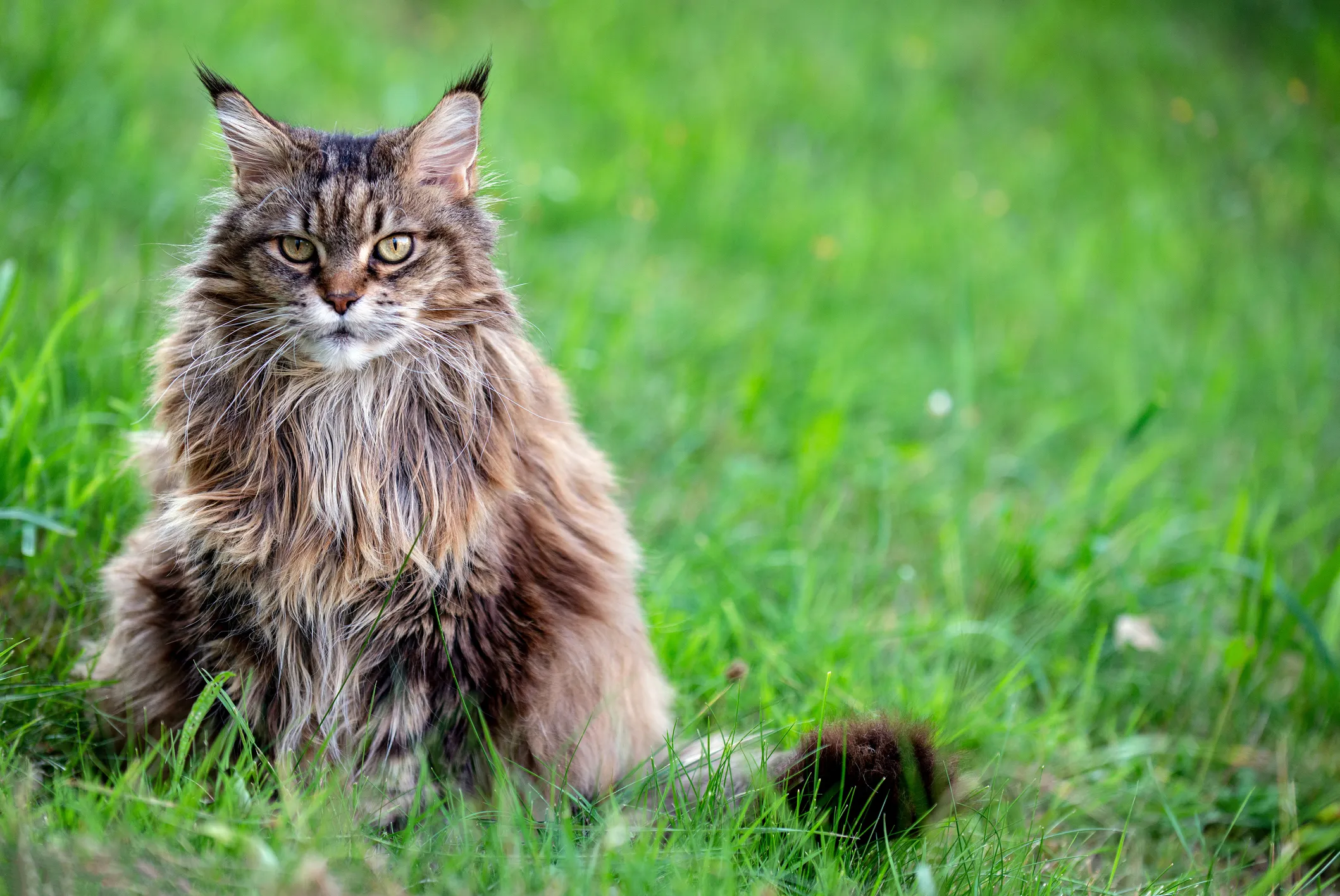 Siberian Cat Breed Information & Characteristics