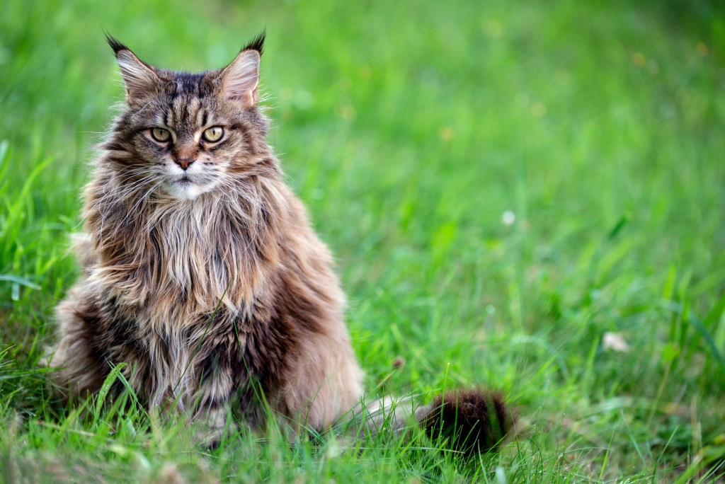siberian cat sitting in the grass, staring at the camera with piercing green eyes