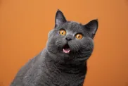 A close-up blue British Shorthair meowing.