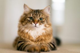 A portrait of a young Siberian cat.