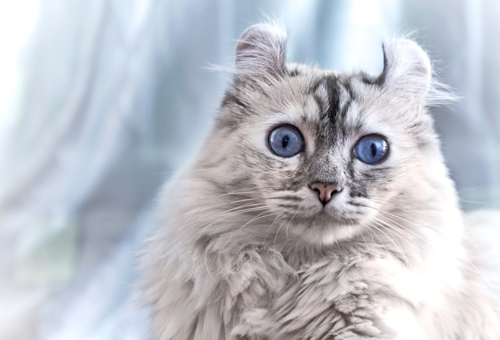 A close-up of a grey American Curl. 