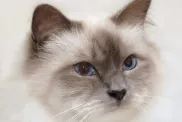 A sacred Birman cat with captivating blue eyes.