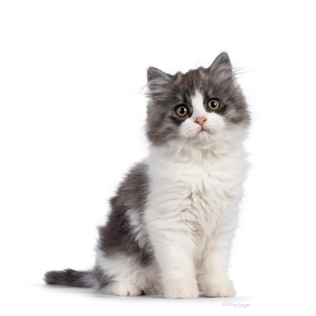 fluffy grey and white cymric kitten