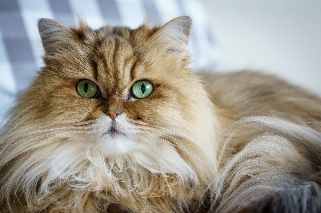 Persian Cat Breed Information Characteristics Persian Cat Breed Information Characteristics