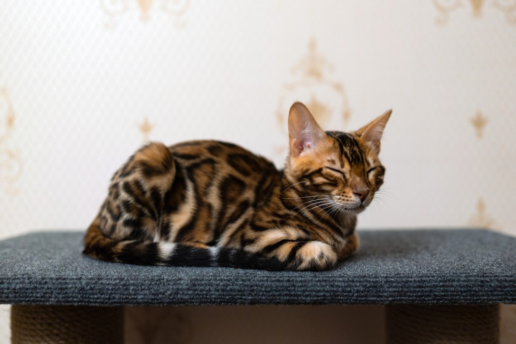 bengal cat sleeping