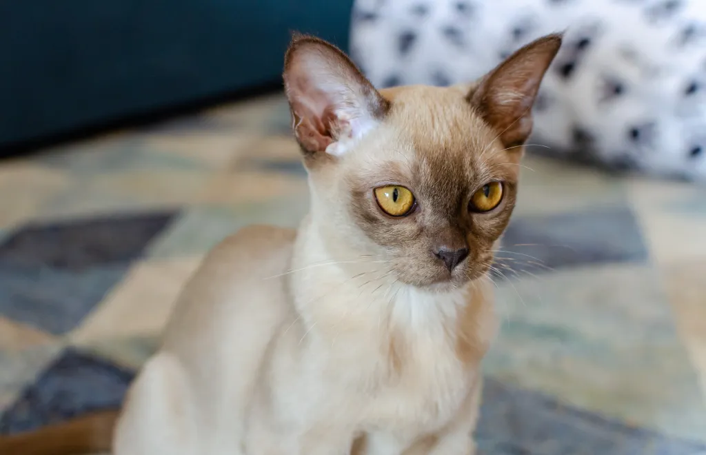 European Burmese Cat Breed Information & Characteristics