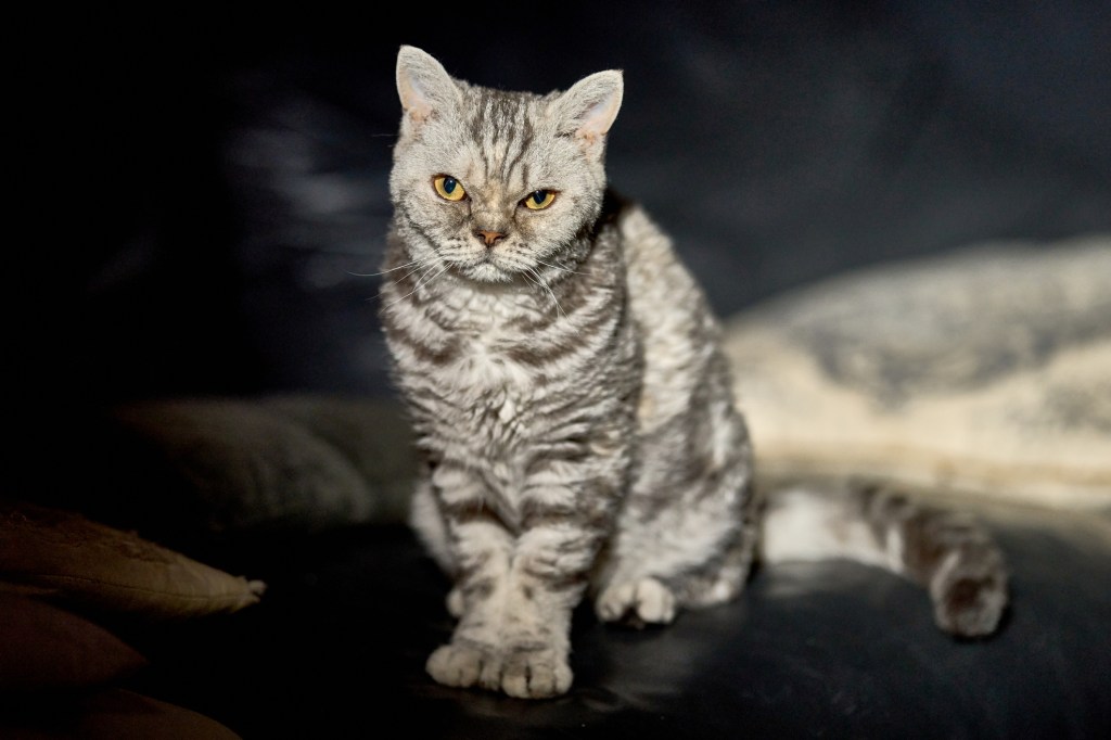 selkirk rex sitting