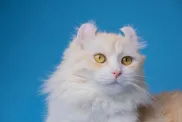 A cream-colored American Curl cat against a blue background.