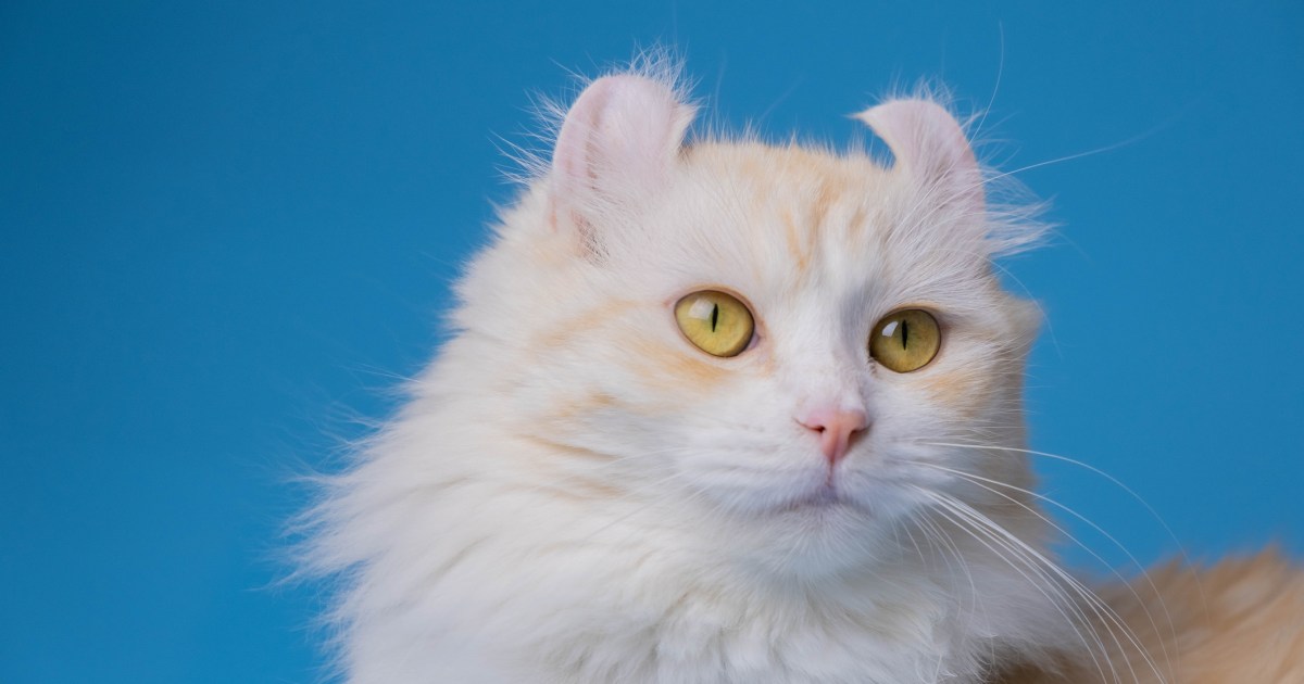 American Curl Cat Breed Information & Characteristics