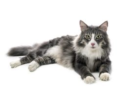 Norwegian Forest cat in front of white background