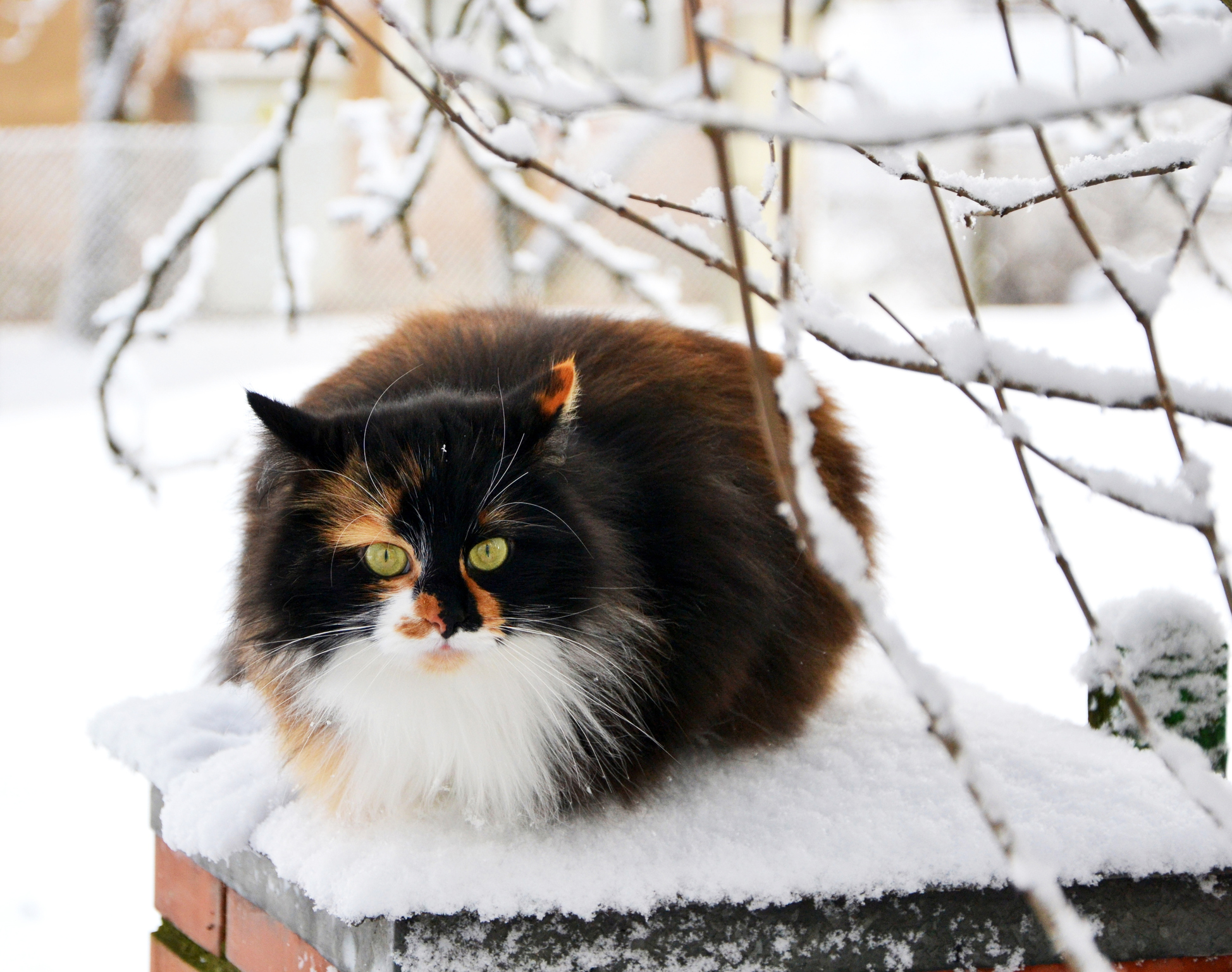 Ragamuffin Cat Breed Information & Characteristics