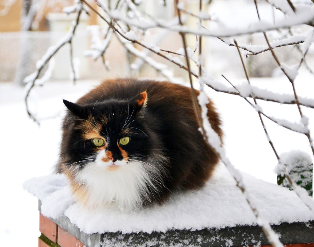 Beautiful Ragamuffin cat sitting in snow