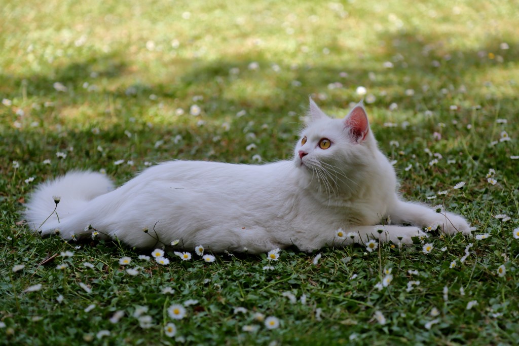 Turkish Angora sitting in the grass