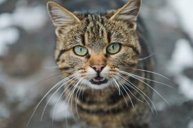 Bengal Cat