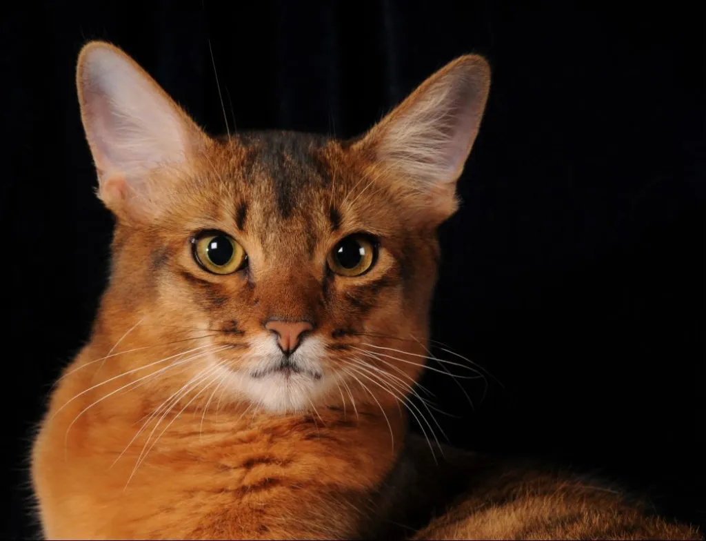 A close-up of a Somali cat against a black background.