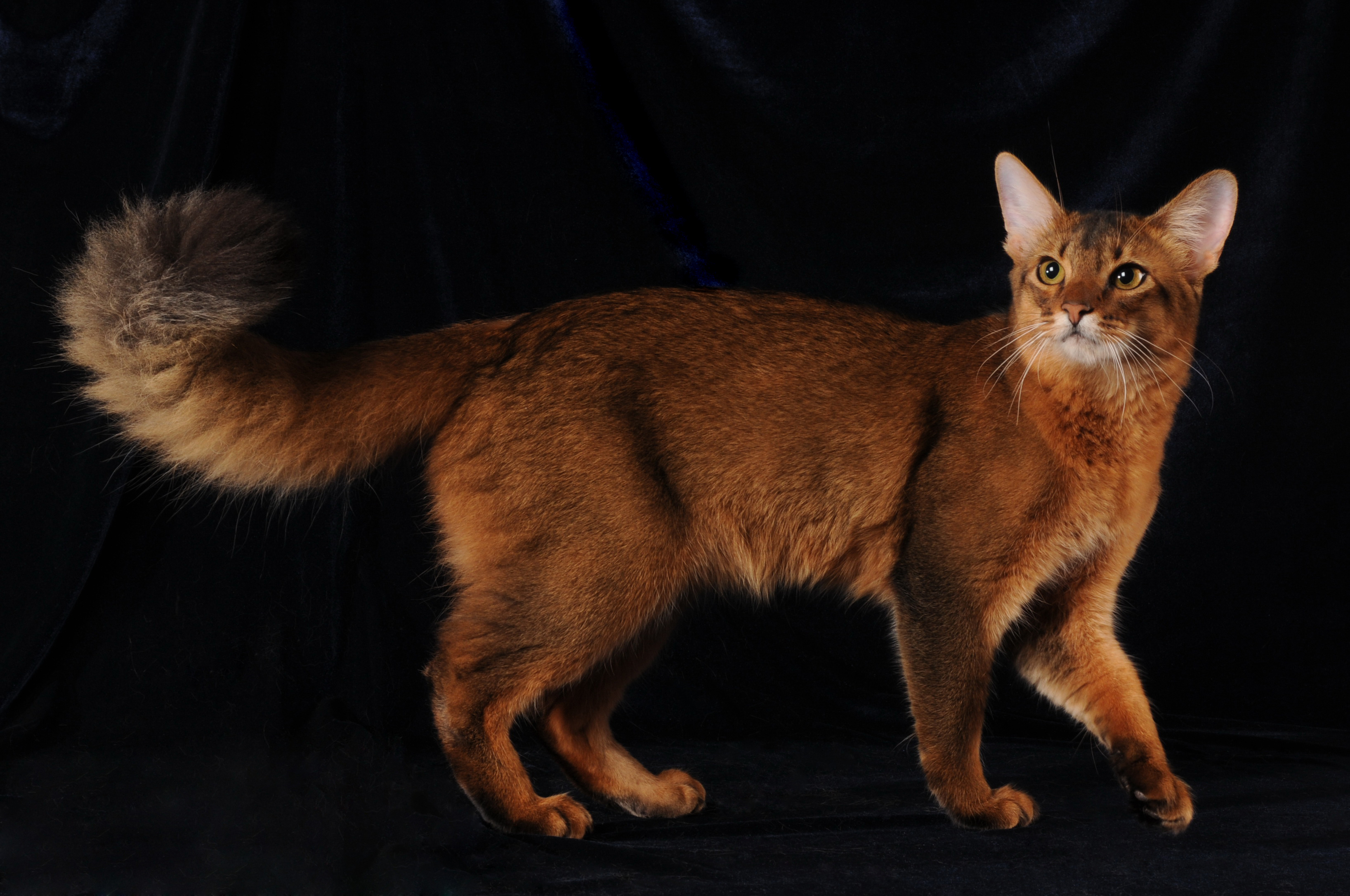 Somali Cat Breed Information & Characteristics