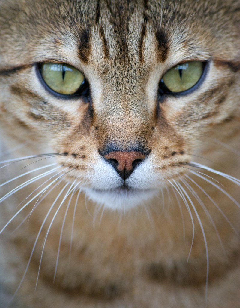 Egyptian Mau cat close-up