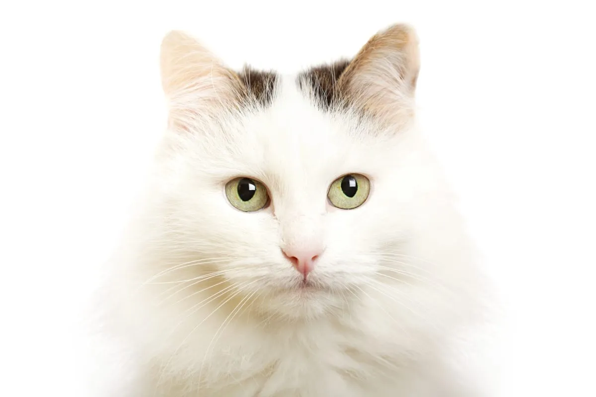 Cat  Breeds, Origins, History, Body Types, Senses, Behavior