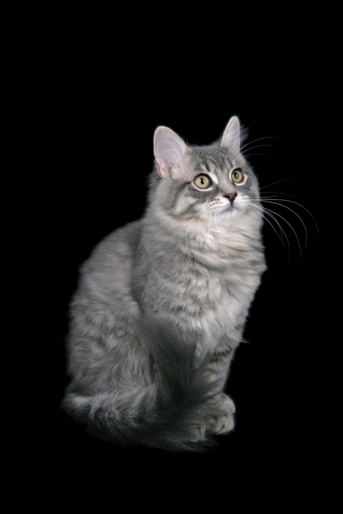 Silver coated Ragamuffin cat on a black studio background
