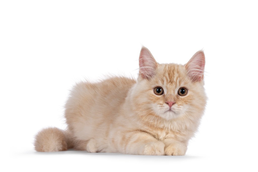 cream colored cymric kitten sitting