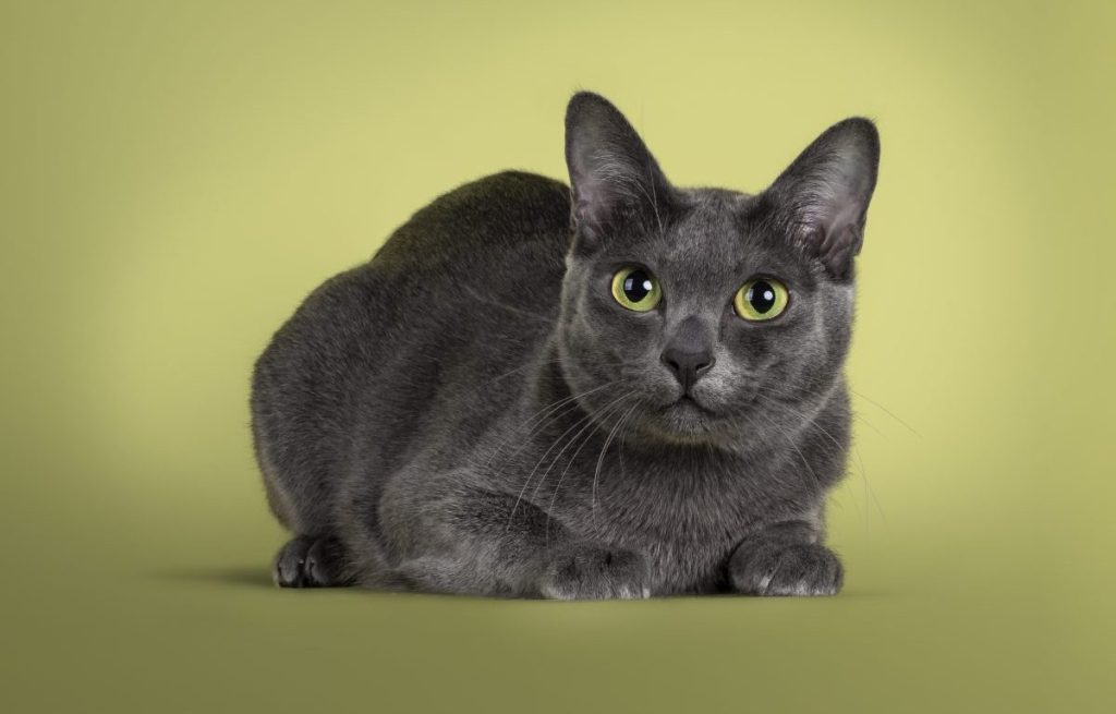 An adult Korat cat on a green background.