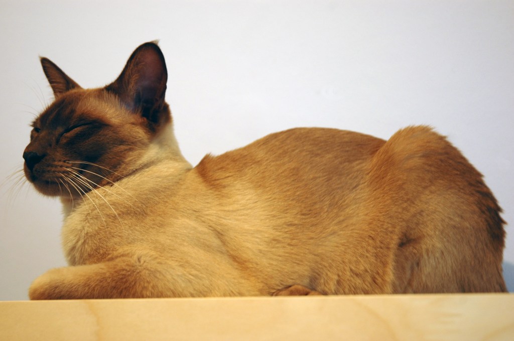 sleeping tonkinese cat