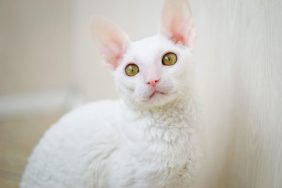 A white Cornish Rex stares into camera.