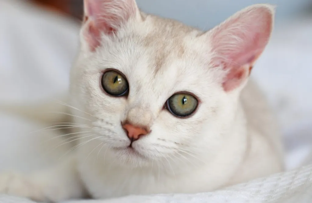 White Burmilla kitten with large green eyes and pink nose in a close-up.