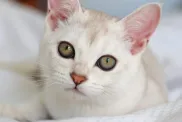 White Burmilla kitten with large green eyes and pink nose in a close-up.